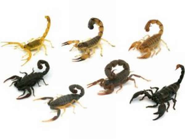 Основные виды скорпионов